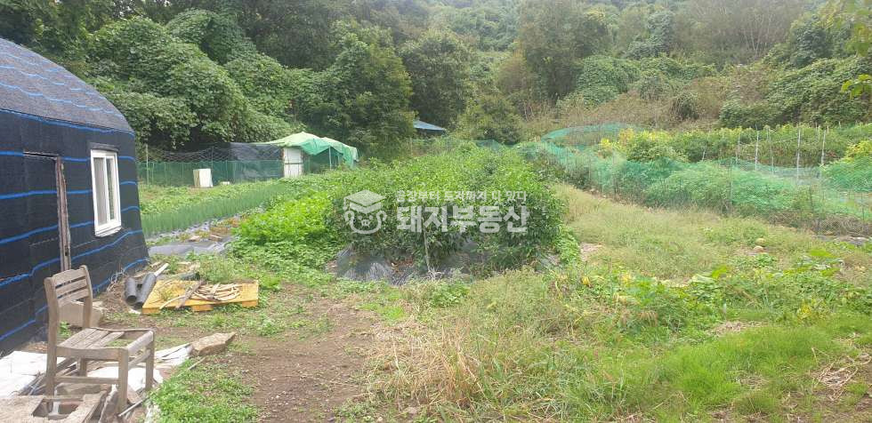 경기 파주시 파평면 금파리 산아래 조용한 단독주택과 넓은토지 매매 매물번호 10673 사진 6