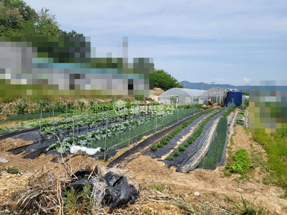 경기 고양일산동구 사리현동 도로접한 농지 554p 전기 수도 하우스2동 사리현ic5분 매매 매물번호 10783 사진 2